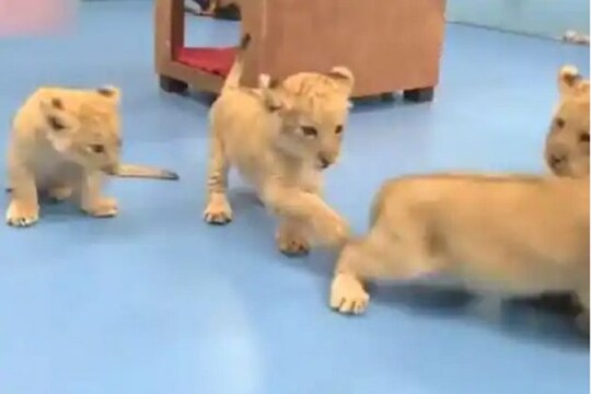 Video grab of four golden tiger cubs. (Credit: Twitter/ @PDChina)