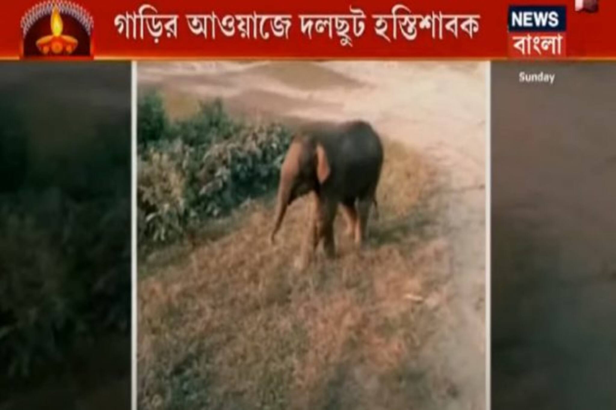 বালির গাড়ির লম্বা লাইনে করিডরে বাধা, গাড়ির আওয়াজে দলছুট হস্তিশাবক