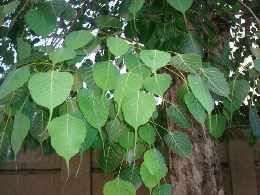 রবিবার অশ্বথ গাছের পুজো করলে সব দুঃখ-কষ্ট দূর হবে ৷ একটি চতুর্মুখী প্রদীপ নিয়ে অশ্বথ গাছের চারপাশে ঠিক সাতবার পরিক্রমা করুন ৷ এরপর প্রদীপটি গাছের নীচে রেখে, আপনি আপনার মনস্কামনা জানান ৷ তা পূরণ হবেই ৷ রবিবার অশ্বথ গাছের পুজো করলে সব দুঃখ-কষ্ট দূর হবে ৷ একটি চতুর্মুখী প্রদীপ নিয়ে অশ্বথ গাছের চারপাশে ঠিক সাতবার পরিক্রমা করুন ৷ এরপর প্রদীপটি গাছের নীচে রেখে, আপনি আপনার মনস্কামনা জানান ৷ তা পূরণ হবেই ৷