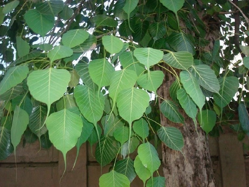 রবিবার অশ্বথ গাছের পুজো করলে সব দুঃখ-কষ্ট দূর হবে ৷ একটি চতুর্মুখী প্রদীপ নিয়ে অশ্বথ গাছের চারপাশে ঠিক সাতবার পরিক্রমা করুন ৷ এরপর প্রদীপটি গাছের নীচে রেখে, আপনি আপনার মনস্কামনা জানান ৷ তা পূরণ হবেই ৷ 