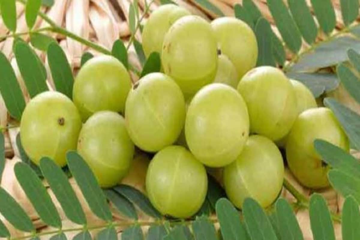 •শীতকালে নানা সংক্রমণ, ভাইরাল ফিবারের পাশাপাশি শ্বাসকষ্ট, হাঁপানি, হার্ট অ্যাটাক, হাই ব্লাড প্রেসারসহ একাধিক সমস্যা দেখা দেয়। এর জন্য অনেকাংশেই দায়ি থাকে বায়ুদূষণ। বলা বাহুল্য, শীতে আবার বাতাসে দূষণের মাত্রা বেড়ে যায়। তাই এই সময়ে এমন কিছু ফল ও সবজি খাওয়া উচিত, যাতে অ্যান্টিঅক্সিড্যান্ট ও প্রচুর পরিমাণে অ্যান্টি-ইনফ্ল্যামেটরি উপাদান রয়েছে। •শীতকালে নানা সংক্রমণ, ভাইরাল ফিবারের পাশাপাশি শ্বাসকষ্ট, হাঁপানি, হার্ট অ্যাটাক, হাই ব্লাড প্রেসারসহ একাধিক সমস্যা দেখা দেয়। এর জন্য অনেকাংশেই দায়ি থাকে বায়ুদূষণ। বলা বাহুল্য, শীতে আবার বাতাসে দূষণের মাত্রা বেড়ে যায়। তাই এই সময়ে এমন কিছু ফল ও সবজি খাওয়া উচিত, যাতে অ্যান্টিঅক্সিড্যান্ট ও প্রচুর পরিমাণে অ্যান্টি-ইনফ্ল্যামেটরি উপাদান রয়েছে।