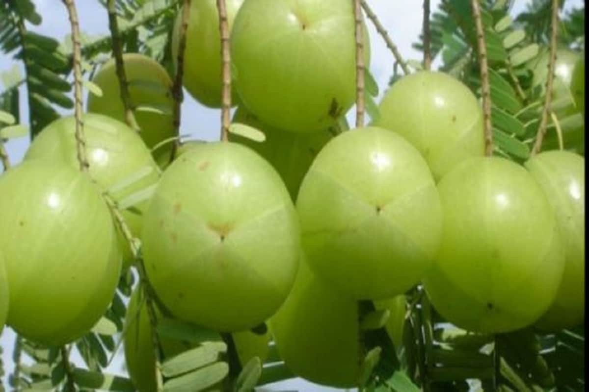 •জুস বা অন্য কোনও ভাবে খাওয়ার থেকে আমলকি চিবিয়ে খাওয়াই ভাল। এই শীতের সময়ে বেশি পরিমাণে পাওয়া যায় আমলকি। তাই শীতের সময়ে যখন ফলন বেশি হচ্ছে, তখন গোটা ফল খাওয়ার সুযোগ নিতে হবে। প্রতি দিন সকালে খালি পেটে ১-২টি আমলকি খাওয়া যায়। এতে সব চেয়ে বেশি উপকার হয়। তবে দিনে দু'-একটির বেশি আমলকি খাওয়া ঠিক নয়। কারণ এতে প্রচুর পরিমাণে ভিটামিন C থাকে। এর জেরে কোষ্ঠকাঠিন্য হতে পারে। •জুস বা অন্য কোনও ভাবে খাওয়ার থেকে আমলকি চিবিয়ে খাওয়াই ভাল। এই শীতের সময়ে বেশি পরিমাণে পাওয়া যায় আমলকি। তাই শীতের সময়ে যখন ফলন বেশি হচ্ছে, তখন গোটা ফল খাওয়ার সুযোগ নিতে হবে। প্রতি দিন সকালে খালি পেটে ১-২টি আমলকি খাওয়া যায়। এতে সব চেয়ে বেশি উপকার হয়। তবে দিনে দু'-একটির বেশি আমলকি খাওয়া ঠিক নয়। কারণ এতে প্রচুর পরিমাণে ভিটামিন C থাকে। এর জেরে কোষ্ঠকাঠিন্য হতে পারে।