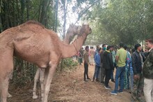 রাজস্থান থেকে চোরাই করা উট, উদ্ধার উত্তরবঙ্গে!
