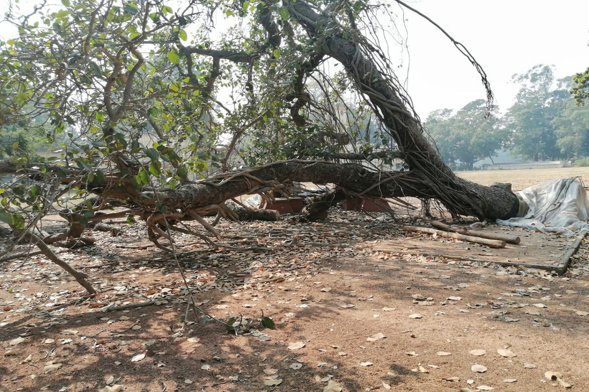 বিশিষ্ট আশ্রমিক শুভলক্ষ্মী গোস্বামী বলেন, “রবীন্দ্র আদর্শ ও ঐতিহ্যকে সম্পূর্ণ বিসর্জন দিয়ে এখন দরজার নামকরণে রবীন্দ্রনাথকে ঢাল করছেন উপাচার্য। উপাচার্যের প্রত্যেকটি পদক্ষেপেই প্রকাশ পায়, যে তিনি রবীন্দ্রনাথকে জানেন না, চেনেন না”।করোনা পরিস্থিতিতে প্রায় ৮ মাসেরও বেশি সময় ধরে বন্ধ পাঠভবনের পঠনপাঠন। বন্ধ বহিরাগতদের প্রবেশও। এমনকি সাংবাদিকদেরও প্রবেশাধিকার নেই আশ্রমপ্রাঙ্গণে। ফলে আশ্রমের অভ্যন্তরীণ অবস্থা সম্পর্কে কিছু ভেসে আসা টুকরো কথা আর টুকরো ছবিই ছিল একমাত্র ভরসা। বিশিষ্ট আশ্রমিক শুভলক্ষ্মী গোস্বামী বলেন, “রবীন্দ্র আদর্শ ও ঐতিহ্যকে সম্পূর্ণ বিসর্জন দিয়ে এখন দরজার নামকরণে রবীন্দ্রনাথকে ঢাল করছেন উপাচার্য। উপাচার্যের প্রত্যেকটি পদক্ষেপেই প্রকাশ পায়, যে তিনি রবীন্দ্রনাথকে জানেন না, চেনেন না”।করোনা পরিস্থিতিতে প্রায় ৮ মাসেরও বেশি সময় ধরে বন্ধ পাঠভবনের পঠনপাঠন। বন্ধ বহিরাগতদের প্রবেশও। এমনকি সাংবাদিকদেরও প্রবেশাধিকার নেই আশ্রমপ্রাঙ্গণে। ফলে আশ্রমের অভ্যন্তরীণ অবস্থা সম্পর্কে কিছু ভেসে আসা টুকরো কথা আর টুকরো ছবিই ছিল একমাত্র ভরসা।