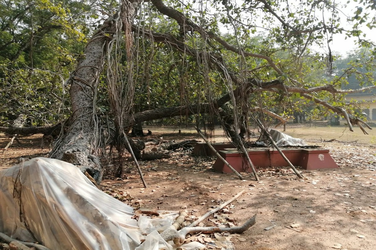 গত ২৬ অগাস্ট মৃদু ভূমিকম্প ও লাগাতার বৃষ্টিপাতের ফলে গোড়া থেকে উপড়ে গিয়েছিল পুরনো ঘণ্টাতলা সংলগ্ন প্রাচীন বটগাছ। তার ফলে ব্যপকভাবে ক্ষতিগ্রস্ত হয় ঘণ্টাতলার কাঠামো। সেই ঘটনার ৩ মাসেরও বেশি সময় কেটে গেলেও নূন্যতম সংস্কার হয়নি ঘণ্টাতলার। এমনকি গাছটিও এখনও সেই স্থানেই উপড়ে পড়ে আছে। গত ২৬ অগাস্ট মৃদু ভূমিকম্প ও লাগাতার বৃষ্টিপাতের ফলে গোড়া থেকে উপড়ে গিয়েছিল পুরনো ঘণ্টাতলা সংলগ্ন প্রাচীন বটগাছ। তার ফলে ব্যপকভাবে ক্ষতিগ্রস্ত হয় ঘণ্টাতলার কাঠামো। সেই ঘটনার ৩ মাসেরও বেশি সময় কেটে গেলেও নূন্যতম সংস্কার হয়নি ঘণ্টাতলার। এমনকি গাছটিও এখনও সেই স্থানেই উপড়ে পড়ে আছে।