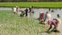 পিএম কিষান সম্মান নিধি, আজই প্রথম কিস্তি পেতে চলেছেন রাজ্যের কৃষকরা! পিএম কিষান সম্মান নিধি, আজই প্রথম কিস্তি পেতে চলেছেন রাজ্যের কৃষকরা!
