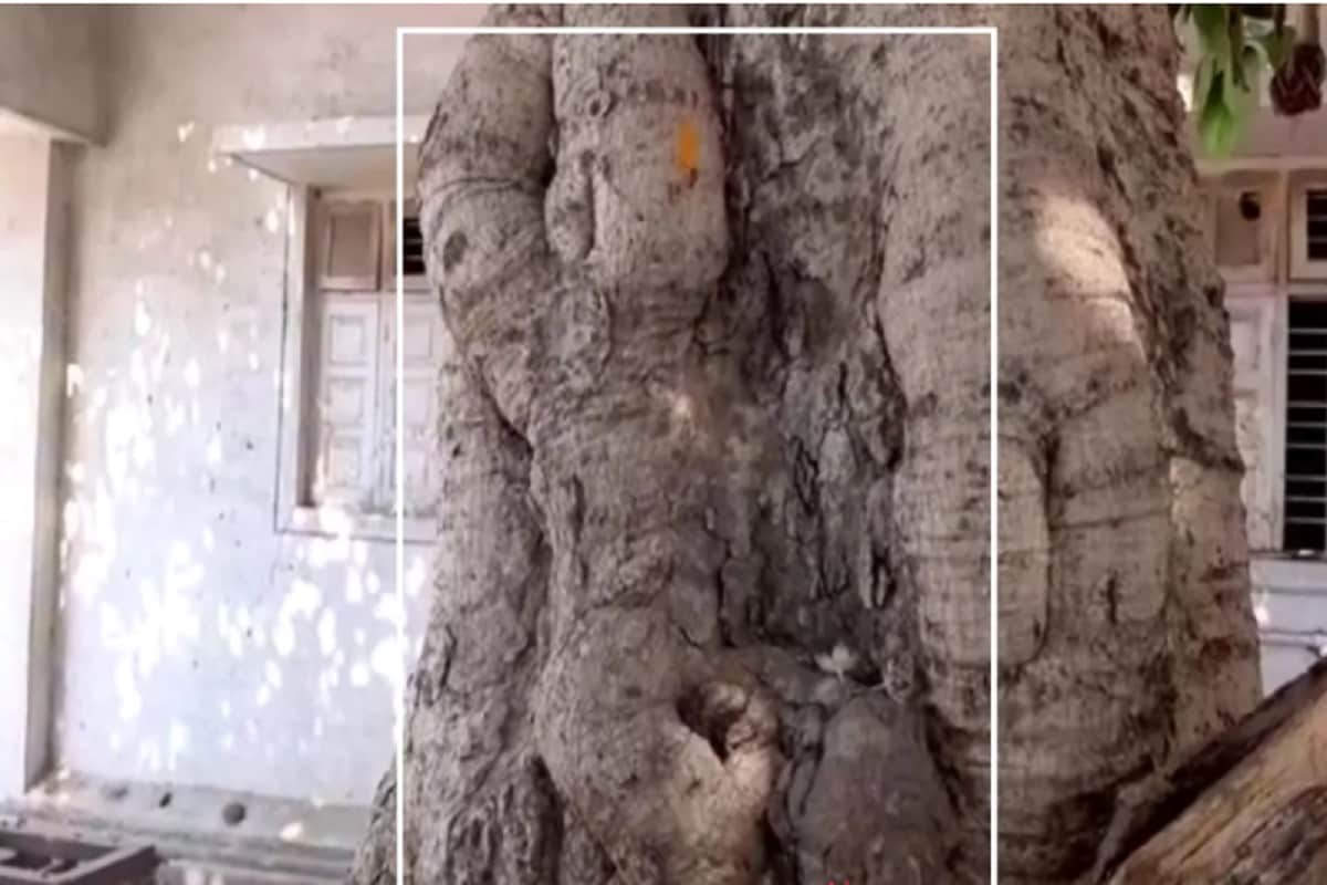 গুজরাতের একটি ঘটনাই সোশ্যাল মিডিয়ায় ভাইরাল হয়েছে যেখানে দেখতে পাওয়া গিয়েছে ৯০ বছরের একটি গাছে হঠাৎ দেখতে পাোয়া গিয়েছে স্বয়ং পবনপুত্র হনুমানকে ৷ ঘটনাটি গুজরাতের সুরেন্দ্রর নগরে ৷ এই মন্দিরটি অত্যন্ত জাগ্রত এলাকাবাসীদের কাছে ভক্তির অন্যতম স্থল ৷ প্রতিদিন দলে দলে বিপুল ভক্ত সমাগম হয়ে থাকে ৷ অনেকেই মনে করেন এই মন্দিরে সকল মনষ্কামনা পূরণ হয়ে থাকে ৷ গুজরাতের একটি ঘটনাই সোশ্যাল মিডিয়ায় ভাইরাল হয়েছে যেখানে দেখতে পাওয়া গিয়েছে ৯০ বছরের একটি গাছে হঠাৎ দেখতে পাোয়া গিয়েছে স্বয়ং পবনপুত্র হনুমানকে ৷ ঘটনাটি গুজরাতের সুরেন্দ্রর নগরে ৷ এই মন্দিরটি অত্যন্ত জাগ্রত এলাকাবাসীদের কাছে ভক্তির অন্যতম স্থল ৷ প্রতিদিন দলে দলে বিপুল ভক্ত সমাগম হয়ে থাকে ৷ অনেকেই মনে করেন এই মন্দিরে সকল মনষ্কামনা পূরণ হয়ে থাকে ৷