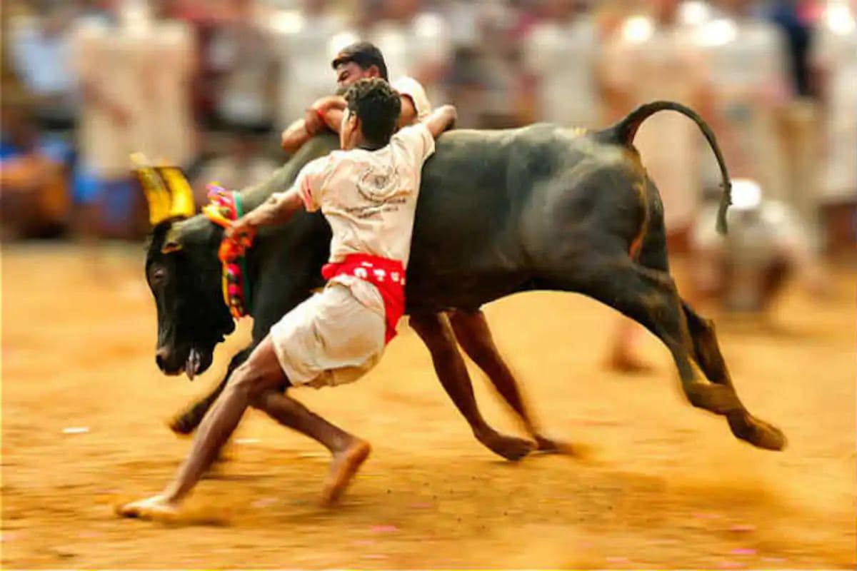 তামিলনাড়ুতে জাল্লিকাট্টু এবং মঞ্জুভিরাত্তু খুবই জনপ্রিয় খেলা। প্রতি বছর পোঙ্গলের পরে চেন্নাইয়ে মেরিনা সৈকতে এই খেলার আয়োজন করা হয়। দেশের বিভিন্ন প্রান্ত থেকে হাজার হাজার মানুষ এই খেলা দেখতে আসেন। তামিলনাড়ুর সংস্কৃতির সঙ্গে জড়িয়ে রয়েছে জাল্লিকাট্টুর ঐতিহ্য। তামিলনাড়ুতে জাল্লিকাট্টু এবং মঞ্জুভিরাত্তু খুবই জনপ্রিয় খেলা। প্রতি বছর পোঙ্গলের পরে চেন্নাইয়ে মেরিনা সৈকতে এই খেলার আয়োজন করা হয়। দেশের বিভিন্ন প্রান্ত থেকে হাজার হাজার মানুষ এই খেলা দেখতে আসেন। তামিলনাড়ুর সংস্কৃতির সঙ্গে জড়িয়ে রয়েছে জাল্লিকাট্টুর ঐতিহ্য।