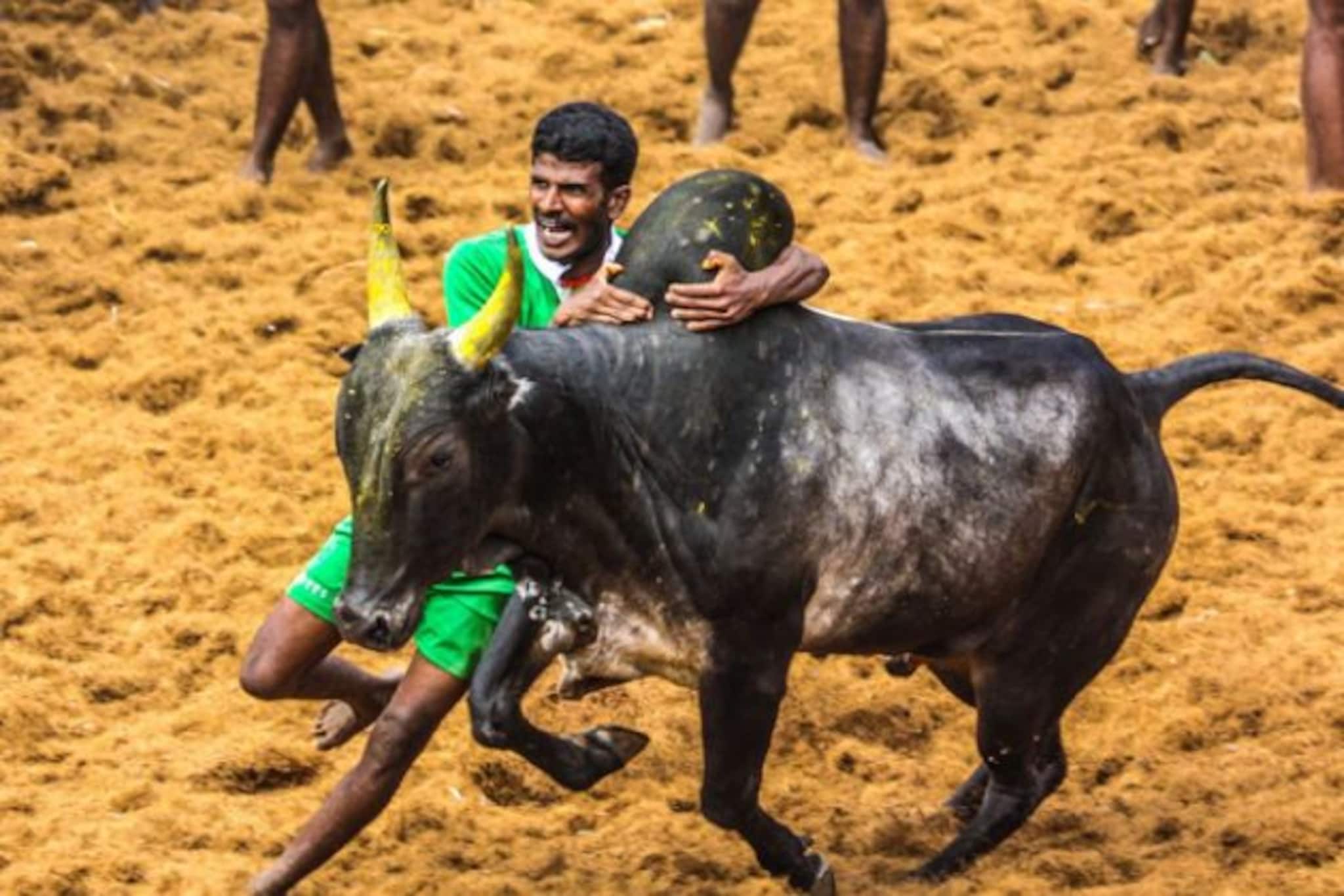 কোভিড প্রোটোকল মেনেই পালিত হবে জাল্লিকাট্টু, ছাড়পত্র দিল রাজ্য সরকার