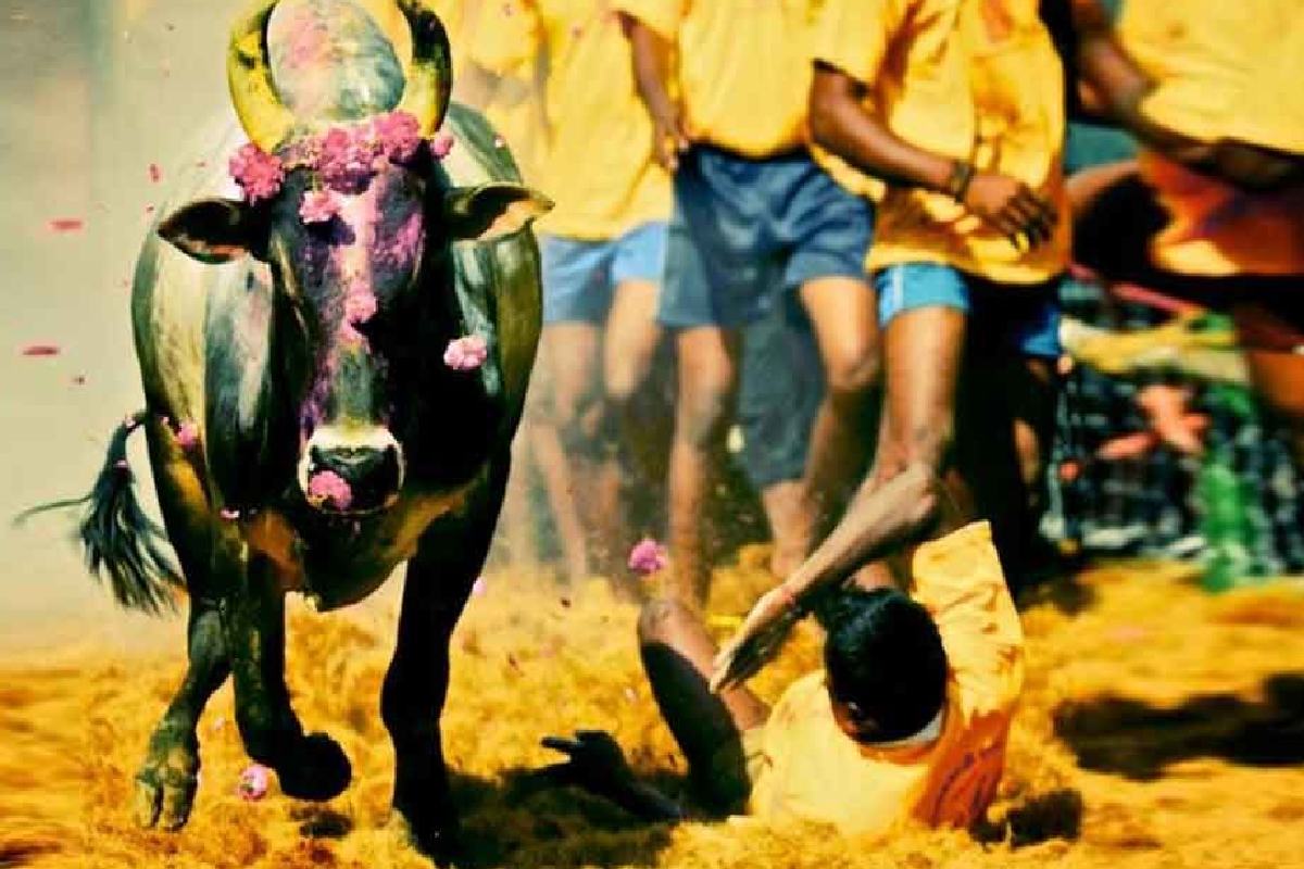 করোনা আবহে ছাড়পত্র দেওয়ার সময় রাজ্য সরকার থেকে একটি রিপোর্ট দেওয়া হয়েছে, যেখানে এই অনুষ্ঠান সম্পর্কে কিছু বিধিনিষেধের কথা উল্লেখ রয়েছে। ওই রিপোর্টে বলা হয়েছে, জাল্লিকাট্টু খেলায় ৩০০ জন প্রতিযোগী এবং মঞ্জুভিরাত্তু খেলায় ১৫০ জন প্রতিযোগী অংশ নিতে পারবেন। করোনা আবহে ছাড়পত্র দেওয়ার সময় রাজ্য সরকার থেকে একটি রিপোর্ট দেওয়া হয়েছে, যেখানে এই অনুষ্ঠান সম্পর্কে কিছু বিধিনিষেধের কথা উল্লেখ রয়েছে। ওই রিপোর্টে বলা হয়েছে, জাল্লিকাট্টু খেলায় ৩০০ জন প্রতিযোগী এবং মঞ্জুভিরাত্তু খেলায় ১৫০ জন প্রতিযোগী অংশ নিতে পারবেন।