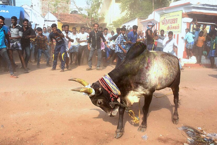 তবে চিন্তার বিষয় পোঙ্গলের সময় তামিলনাড়ু সরকার সমস্ত বিধিনিষেধ তুলে নিয়েছিল। যার জন্য ওই রাজ্যে করোনায় আক্রান্তের সংখ্যা হু হু করে বেড়ে যায়। তার পরেও জাল্লিকাট্টু এবং মঞ্জুভিরাত্তুর জন্য সরকার ছারপত্র দিলে অবস্থা কেমন দাঁড়াবে, সেই নিয়ে বিশেষজ্ঞের একাংশই সন্দেহ প্রকাশ করছেন।