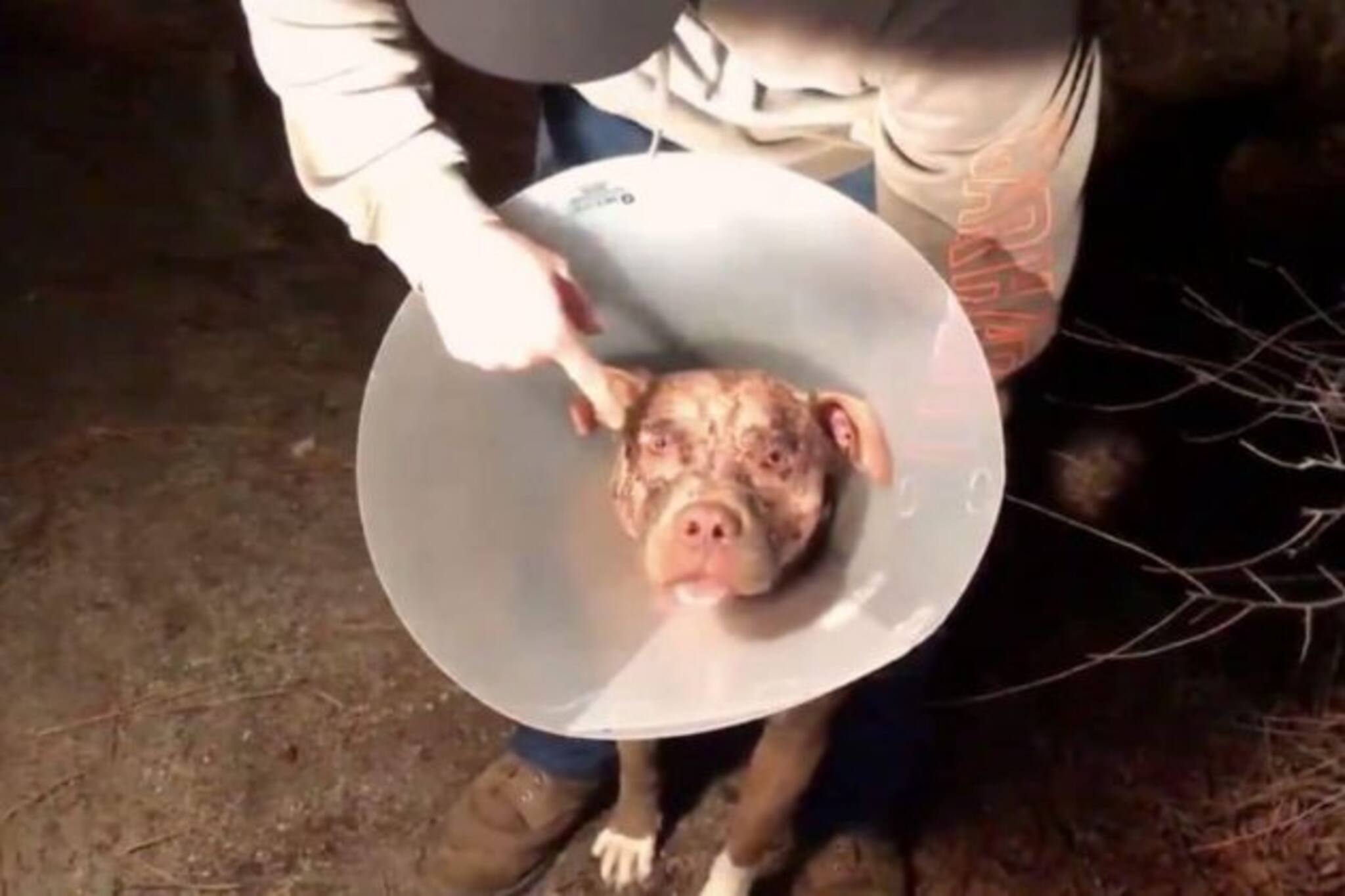 পোষ্যকে বাঁচাতে ৩৫০ পাউন্ডের ভাল্লুকের মুখে ঘুষি মারলেন ব্যক্তি !