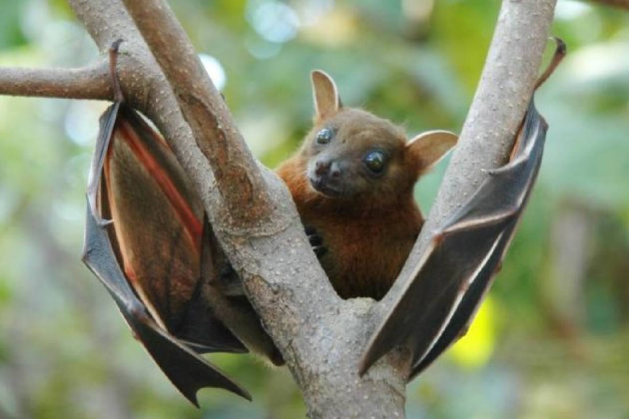 উপসর্গ ইবোলার! কঙ্গোয় নতুন ভাইরাস 'ডিসিজ এক্স' ছড়াচ্ছে আতঙ্ক