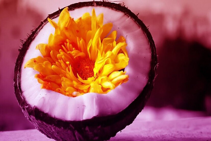 মা সন্তোষীর পুজোয় নারকেলকে খুবই পবিত্র মানা হয়৷ তাই তাঁকে নারকেল ফাটিয়ে জল দিয়ে অর্চনা করতে হয়৷ পাশাপাশি নারকেলটি একবারে ফাটাতে হয় ৷ অন্যথায় কূপিতা হন মা সন্তোষী৷ Photo- Collected 