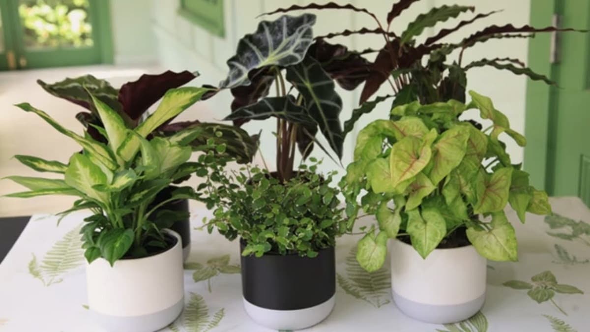 এ দিকে ফেং সুই (Feng Shui) মতে কিছু গাছ আছে, যা বাড়িতে রাখলে নেগেটিভ এনার্জি থেকে দূরে থাকা যায়। পাশাপাশি সংসারে সুখ-শান্তিও বাড়তে থাকে। এমনই কয়েকটি গাছের তালিকা রইল, যা সহজেই পাওয়া যেতে পারে এবং লাগানো যেতে পারে বাড়ির গার্ডেনে বা ঘরের ভিতরে টবেও! এ দিকে ফেং সুই (Feng Shui) মতে কিছু গাছ আছে, যা বাড়িতে রাখলে নেগেটিভ এনার্জি থেকে দূরে থাকা যায়। পাশাপাশি সংসারে সুখ-শান্তিও বাড়তে থাকে। এমনই কয়েকটি গাছের তালিকা রইল, যা সহজেই পাওয়া যেতে পারে এবং লাগানো যেতে পারে বাড়ির গার্ডেনে বা ঘরের ভিতরে টবেও!