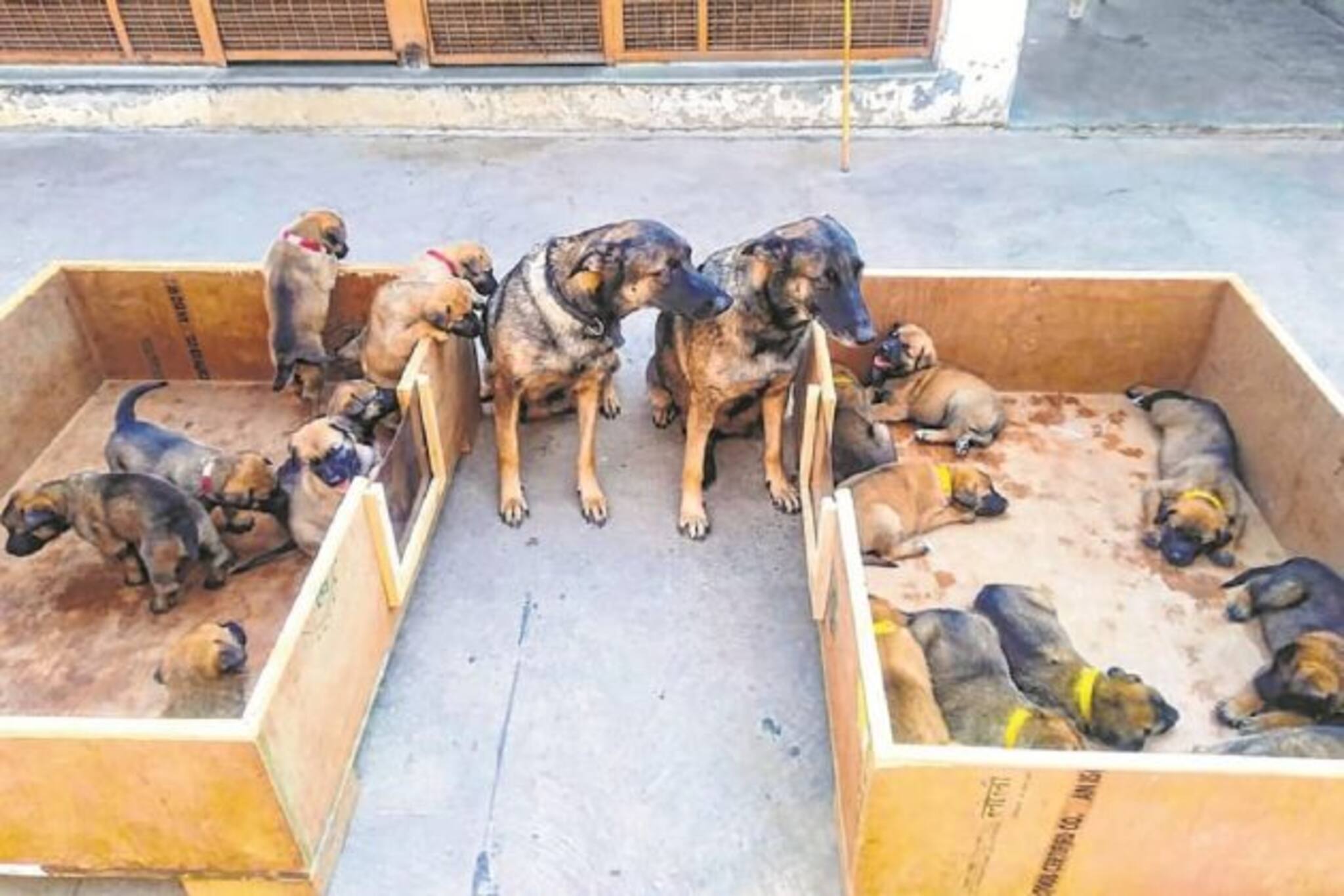 বিদেশি নাম নয়, দেশের সীমান্তের নামে নামকরণ হল ITBP-র K-9 বাহিনীর কুকুরছানাদের