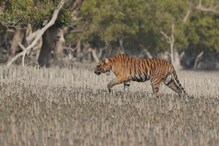 রেডিও কলার লাগানো বাঘ ঢুকল সুন্দরবনে, চলবে নজরদারি রেডিও কলার লাগানো বাঘ ঢুকল সুন্দরবনে, চলবে নজরদারি