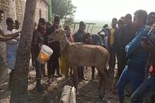 চোপড়ার চা বাগানে হঠাৎ উদ্ধার নীলগাই, ব্যাপক উত্তেজনা এলাকায়