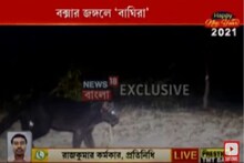 বক্সার জঙ্গলে ব্ল্যাক প্যান্থারের হদিশ ! দেখুন ভিডিও