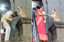 মন্দিরে আসা ভক্তদের 'আশীর্বাদ' করছে কুকুর, ঝড়ের বেগে ভাইরাল ভিডিও মন্দিরে আসা ভক্তদের 'আশীর্বাদ' করছে কুকুর, ঝড়ের বেগে ভাইরাল ভিডিও
