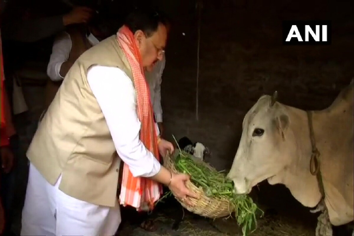 শুধু মধ্যাহ্নভোজ সারাই নয়, এ দিন একটি কৃষক পরিবারের বাড়িতে থাকা গরুদের খাইয়ে গোমাতার সেবা করে যান বিজেপি সভাপতি৷(Info-Sukanta Mukherjee, Photo-ANI) শুধু মধ্যাহ্নভোজ সারাই নয়, এ দিন একটি কৃষক পরিবারের বাড়িতে থাকা গরুদের খাইয়ে গোমাতার সেবা করে যান বিজেপি সভাপতি৷(Info-Sukanta Mukherjee, Photo-ANI)