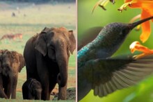 সাধারণতন্ত্র দিবসে মুক্তি পেল সিংঘ-বাঘ, পাখির কন্ঠে অনবদ্য 'সারে জাহান সে আচ্ছা', ভাইরাল ভিডিও