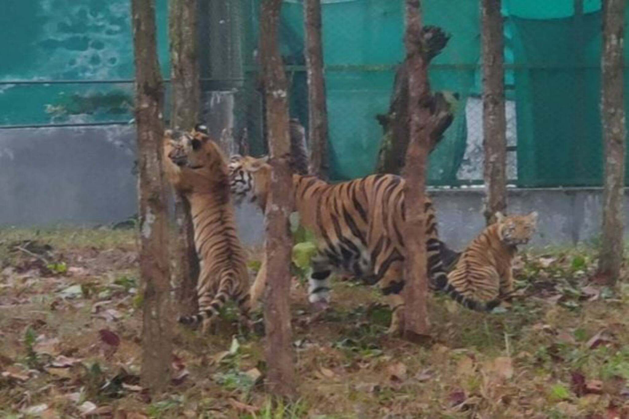 পর্যটনের মরসুমে সামনে এল ৩ রয়্যাল বেঙ্গল শাবক! দুষ্টুমি আর খুনসুঁটিতে মন ভরছে পর্যটকদের 