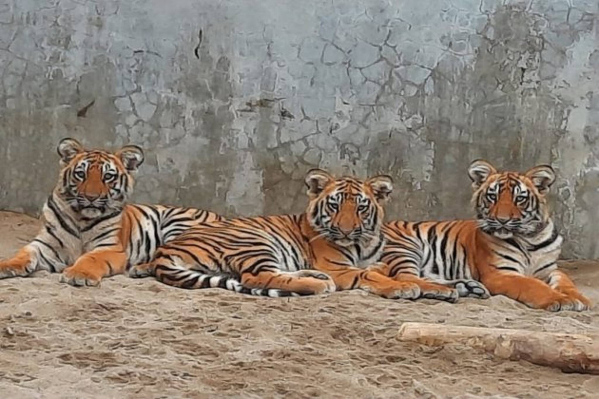 ৫ মাসেই লম্ফ-ঝম্প, খুনসুঁটিতে ব্যস্ত শীলার ৩ ছানা, ২৬ জানুয়ারি আনা হতে পারে দর্শকদের সামনে