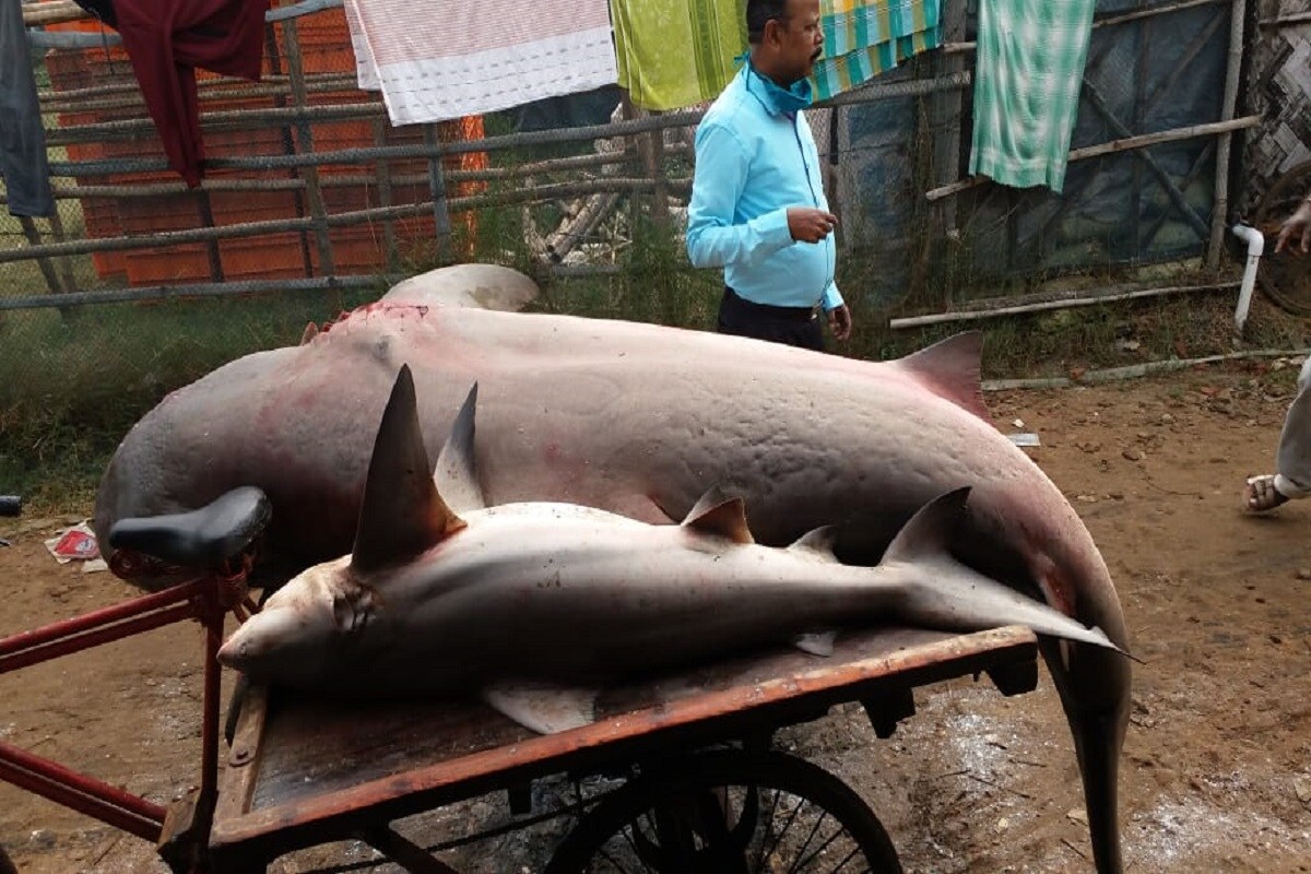 নিলামে তোলার জন্য মাছটিকে নিয়ে আসা হয় দিঘা মোহনার মৎস্য নিলাম কেন্দ্রে৷ Info and Pic- Sujit Bhowmik নিলামে তোলার জন্য মাছটিকে নিয়ে আসা হয় দিঘা মোহনার মৎস্য নিলাম কেন্দ্রে৷ Info and Pic- Sujit Bhowmik