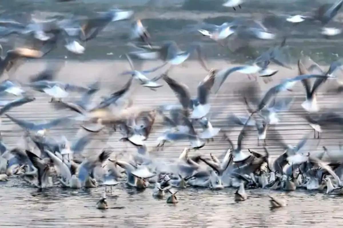 করোনার মাঝেই আরও একটি নতুন ভাইরাস সংক্রমণ শুরু হয়েছে দেশে। এভিয়ান ইফ্লুয়েঞ্জা (Avian Influenza) নামের এই ভাইরাসে আক্রান্ত হয়ে ইতিমধ্যেই ৪০০টি পাখির মৃত্যু হয়েছে রাজস্থানে। ভাইরাসটির সংক্রমণ ছড়িয়েছে হিমাচল প্রদেশ, কেরালা ও মধ্যপ্রদেশেও। বিজ্ঞানীরা বলছেন, এই ভাইরাস পাখির থেকে মানুষের শরীরেও ছড়াতে পারে। করোনার মাঝেই আরও একটি নতুন ভাইরাস সংক্রমণ শুরু হয়েছে দেশে। এভিয়ান ইফ্লুয়েঞ্জা (Avian Influenza) নামের এই ভাইরাসে আক্রান্ত হয়ে ইতিমধ্যেই ৪০০টি পাখির মৃত্যু হয়েছে রাজস্থানে। ভাইরাসটির সংক্রমণ ছড়িয়েছে হিমাচল প্রদেশ, কেরালা ও মধ্যপ্রদেশেও। বিজ্ঞানীরা বলছেন, এই ভাইরাস পাখির থেকে মানুষের শরীরেও ছড়াতে পারে।