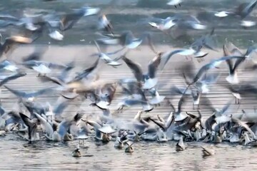 হু হু করে ছড়াচ্ছে বার্ড ফ্লু, কতটা মারাত্মক এই রোগ? কারণ থেকে উপসর্গ জানুন বিশদে