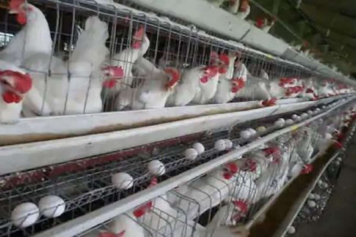 •বার্ড ফ্লু (Bird Flu) হওয়ার খবর ছড়িয়ে পড়তেই এশিয়ার বৃহত্তম মুরগির বাজার হিসাবে পরিচিত গাজিপুর বাজার ১০ দিনের জন্য বন্ধ রাখতে হল। এই সিদ্ধান্ত নিল দিল্লি সরকার। তবে বাজার বন্ধ হওয়ার সঙ্গে সঙ্গে মুরগি দামী হয়ে উঠেছে। •বার্ড ফ্লু (Bird Flu) হওয়ার খবর ছড়িয়ে পড়তেই এশিয়ার বৃহত্তম মুরগির বাজার হিসাবে পরিচিত গাজিপুর বাজার ১০ দিনের জন্য বন্ধ রাখতে হল। এই সিদ্ধান্ত নিল দিল্লি সরকার। তবে বাজার বন্ধ হওয়ার সঙ্গে সঙ্গে মুরগি দামী হয়ে উঠেছে।