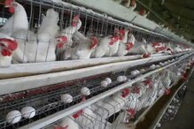 Chicken Price: একবার মুরগির বাজার বন্ধ হতেই দাম বাড়ল চিকেনের! পৌঁছে গেল ৮০টাকায় Chicken Price: একবার মুরগির বাজার বন্ধ হতেই দাম বাড়ল চিকেনের! পৌঁছে গেল ৮০টাকায়