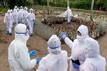 BBird Flu: করোনাকালে আতঙ্ক ছড়াচ্ছে চিনা বার্ড ফ্লু ! জানুন প্রতিরোধের উপায় BBird Flu: করোনাকালে আতঙ্ক ছড়াচ্ছে চিনা বার্ড ফ্লু ! জানুন প্রতিরোধের উপায়