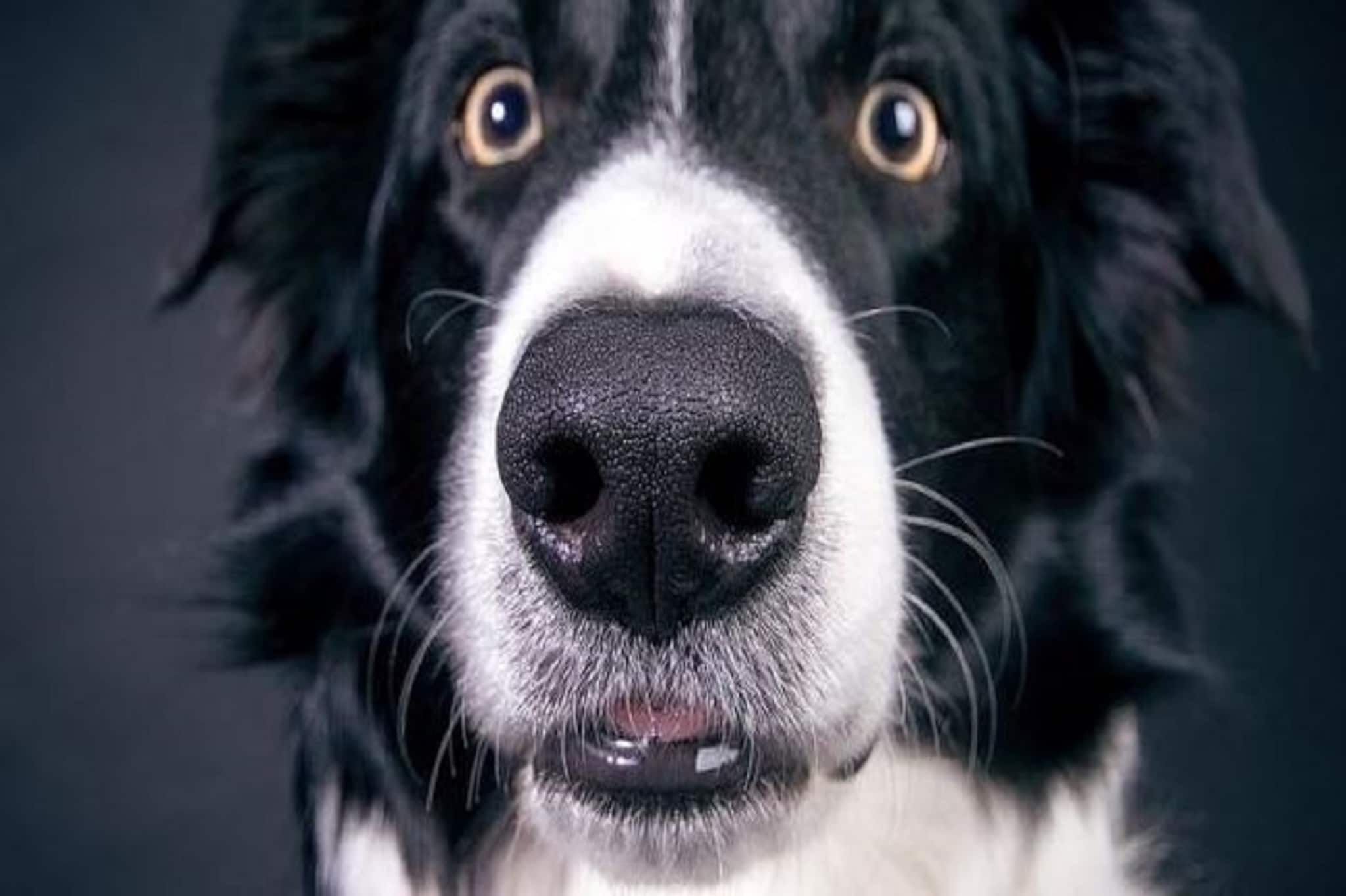 করোনা বিধি অমান্য, হাজতবাস হল কুকুরেরও! 