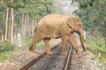 চাপরামারিতে বন্য পশু সুরক্ষায় বৈঠক রাজ্য-রেলের চাপরামারিতে বন্য পশু সুরক্ষায় বৈঠক রাজ্য-রেলের