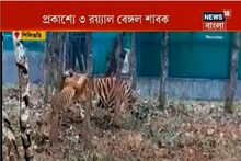 প্রথমবার প্রকাশ্যে ৩ রয়্যাল বেঙ্গল শাবক, খুশি বেঙ্গল সাফারি পার্কের পর্যটকরা