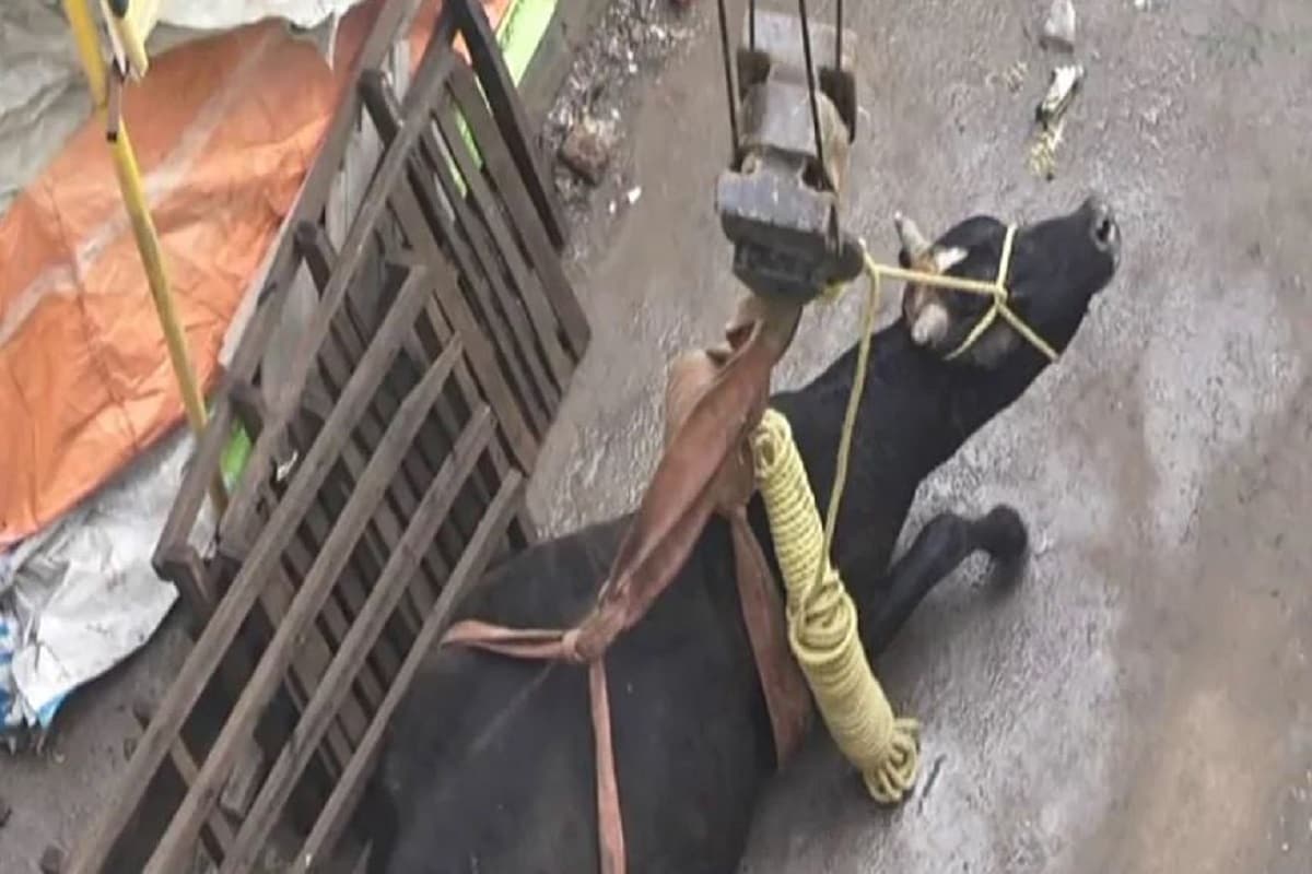 কোনওভাবেই ষাঁড়টিকে নামাতে না পেরে তারা জেলা প্রশাসনকে খবর দেয়৷ ঘরের ছাদে হঠাৎই ষাঁড় এসে যাওয়ায় সকলেই প্রচণ্ড ভয় পেয়ে যায়৷ ঝিন্দ জেলার পুরনো আনাজ মান্ডির কাছে এই ঘটনা ঘটেছিল৷ জেলা প্রশাসনকে খবর দেওয়ার পর তিন ঘণ্টার চেষ্টায় ষাঁড়টিকে নামানো যায়৷ Photo-News 18 Hindi কোনওভাবেই ষাঁড়টিকে নামাতে না পেরে তারা জেলা প্রশাসনকে খবর দেয়৷ ঘরের ছাদে হঠাৎই ষাঁড় এসে যাওয়ায় সকলেই প্রচণ্ড ভয় পেয়ে যায়৷ ঝিন্দ জেলার পুরনো আনাজ মান্ডির কাছে এই ঘটনা ঘটেছিল৷ জেলা প্রশাসনকে খবর দেওয়ার পর তিন ঘণ্টার চেষ্টায় ষাঁড়টিকে নামানো যায়৷ Photo-News 18 Hindi