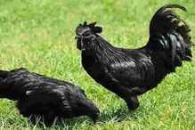 ধোনির কড়কনাথ মুরগিতে Bird Flu-র কালো মেঘ, দেশে সবচেয়ে দামি এই মাংস ও ডিম ধোনির কড়কনাথ মুরগিতে Bird Flu-র কালো মেঘ, দেশে সবচেয়ে দামি এই মাংস ও ডিম