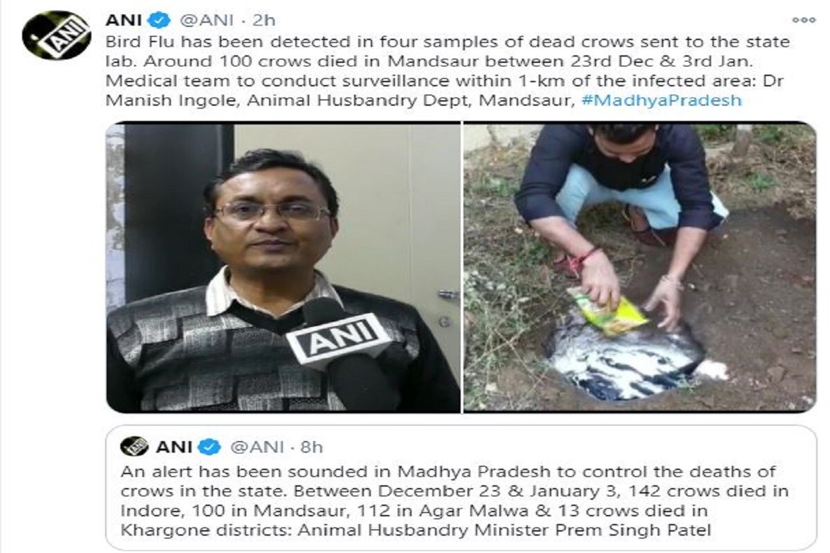 এর মধ্যে সর্বভারতীয় সংবাদ এজেন্সি ANI মন্দসোর -র পশু পালন বিভাগের চিকিৎসক মনীক্ষ হঙ্গালের সঙ্গে কথা বলে বার্ড ফ্লু নিশ্চিত হয়েছে৷ তিনি জানিয়েছেন ২৩ ডিসেম্বর থেকে ৩ জানুয়ারির মধ্যে জেলায় ১০০ কাকের মৃত্যু হয়েছে৷ স্বাস্থ্যবিভাগের দল এক কিলোমিটারের মধ্যে নজর রাখছে৷ এর মধ্যে সর্বভারতীয় সংবাদ এজেন্সি ANI মন্দসোর -র পশু পালন বিভাগের চিকিৎসক মনীক্ষ হঙ্গালের সঙ্গে কথা বলে বার্ড ফ্লু নিশ্চিত হয়েছে৷ তিনি জানিয়েছেন ২৩ ডিসেম্বর থেকে ৩ জানুয়ারির মধ্যে জেলায় ১০০ কাকের মৃত্যু হয়েছে৷ স্বাস্থ্যবিভাগের দল এক কিলোমিটারের মধ্যে নজর রাখছে৷