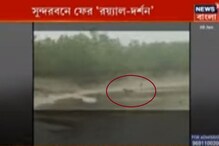 সুন্দরবনের সজনেখালিতে বাঘ দর্শন,সকাল সকাল পিরখালির জঙ্গলে বাঘ দেখে খুশি পর্যটকরা সুন্দরবনের সজনেখালিতে বাঘ দর্শন,সকাল সকাল পিরখালির জঙ্গলে বাঘ দেখে খুশি পর্যটকরা