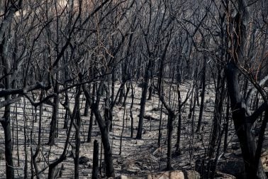 ৯) ২০১৯ সালে অস্ট্রেলিয়ায় শুরু হওয়া দাবানল শেষ হয় ২০২০ সালের মার্চে। আগুনে নিউ সাউথ ওয়েলসে ১৮.৬ মিলিয়ন হেক্টর জমি পুড়ে ছাই হয়ে যায়। প্রাণ হারান ৩৪ জন। জতুগৃহে পরিণত হয় নিউ সাউথ ওয়েলসের সবুজে ঘেরা ক্যাঙারু ভ্যালি। প্রাণ হারায় অন্যান্য প্রাণীও। (ছবি সৌজন্যে : রয়টার্স/থমাস পিটার) ৯) ২০১৯ সালে অস্ট্রেলিয়ায় শুরু হওয়া দাবানল শেষ হয় ২০২০ সালের মার্চে। আগুনে নিউ সাউথ ওয়েলসে ১৮.৬ মিলিয়ন হেক্টর জমি পুড়ে ছাই হয়ে যায়। প্রাণ হারান ৩৪ জন। জতুগৃহে পরিণত হয় নিউ সাউথ ওয়েলসের সবুজে ঘেরা ক্যাঙারু ভ্যালি। প্রাণ হারায় অন্যান্য প্রাণীও। (ছবি সৌজন্যে : রয়টার্স/থমাস পিটার)