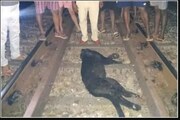 কর্ণাটকে বিরল ব্ল্যাক প্যান্থারকে পিষে দিল ট্রেন, ভাইরাল মর্মান্তিক ছবি!