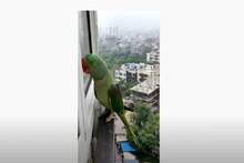 'মা দরজা খোলো', ডেকে ফ্ল্যাটের জানালায় টোকা দিচ্ছে হারানো টিয়া ! ভাইরাল ভিডিও