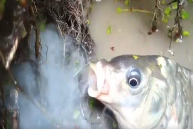 Image result for Real or Fake? Horrifying Video of Fish Producing Smoke While Trying to Attack an Eel Goes Viral