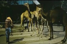 গ্রাম থেকে উদ্ধার ৭টি উট, পাচারের জন্য় রাখা হয়েছিল লুকিয়ে