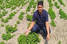 ১ কেজির দাম ৮৫ হাজার! এ বার পৃথিবীর সবচেয়ে দামি সব্জির চাষ হচ্ছে ঘরের কাছেই ১ কেজির দাম ৮৫ হাজার! এ বার পৃথিবীর সবচেয়ে দামি সব্জির চাষ হচ্ছে ঘরের কাছেই