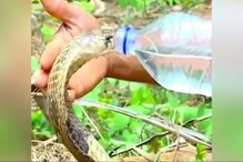 বনাধিকারিকের হাতে বোতল থেকে জল খাচ্ছে বিষধর কেউটে, মুহূর্তে ভাইরাল Video বনাধিকারিকের হাতে বোতল থেকে জল খাচ্ছে বিষধর কেউটে, মুহূর্তে ভাইরাল Video