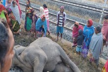 ট্রেনের ধাক্কায় ফের দুই হস্তিনী শাবকের মৃত্যু! আটক চালক ট্রেনের ধাক্কায় ফের দুই হস্তিনী শাবকের মৃত্যু! আটক চালক