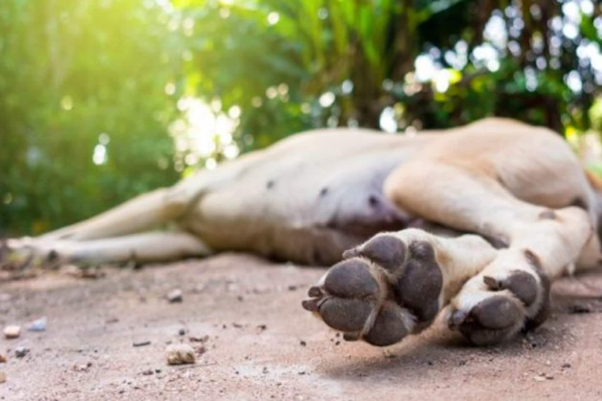 পথ-কুকুরকে বাইকের পিছনে দড়ি বেঁধে হিড়হিড় করে টানল যুবক, প্রবল যন্ত্রণায় কাতরে মৃত্যু, ভাইরাল ভিডিও...